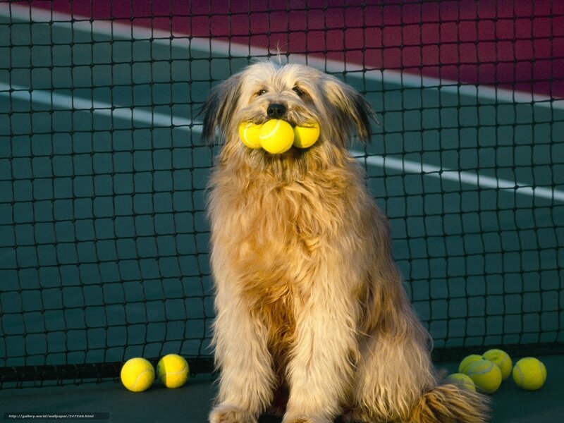 dog with tennis balls on court