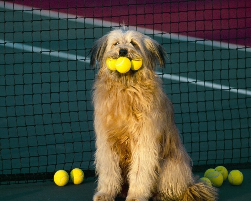 Dog with Tennis Balls — Yellow