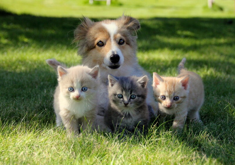 Dog with Three Kittens
