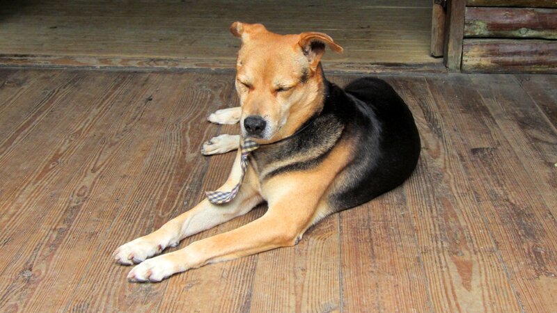 Dog with Tie
