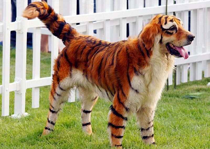 Dog with Tiger Stripes — Orange
