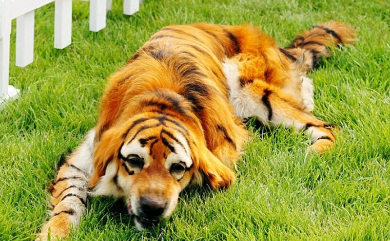 Dog with Tiger Stripes
