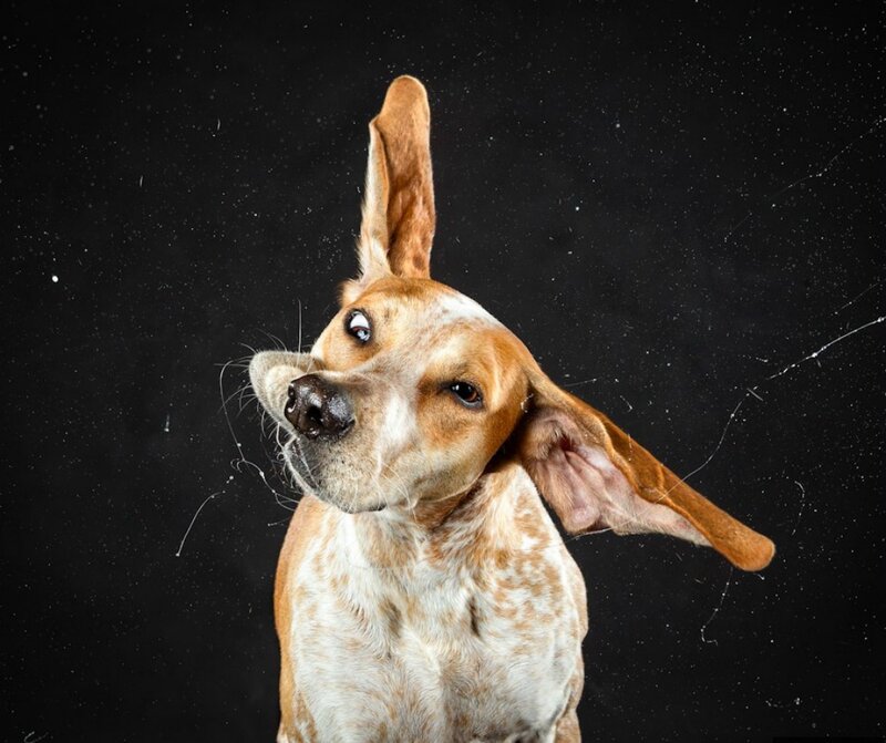 Dog with Tilted Head