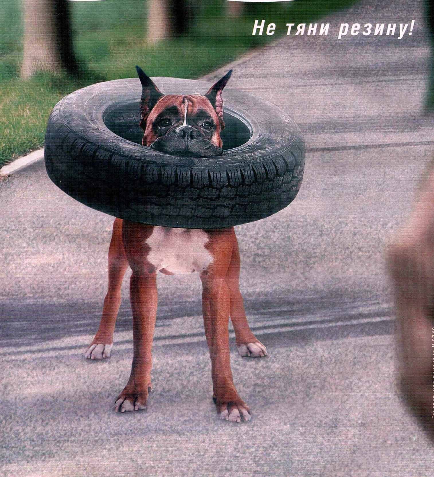 dog with tire on head