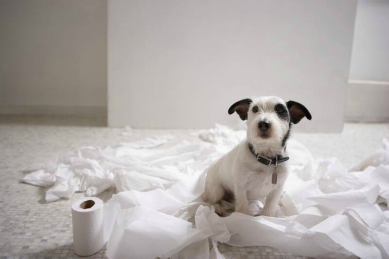 Dog with Toilet Paper
