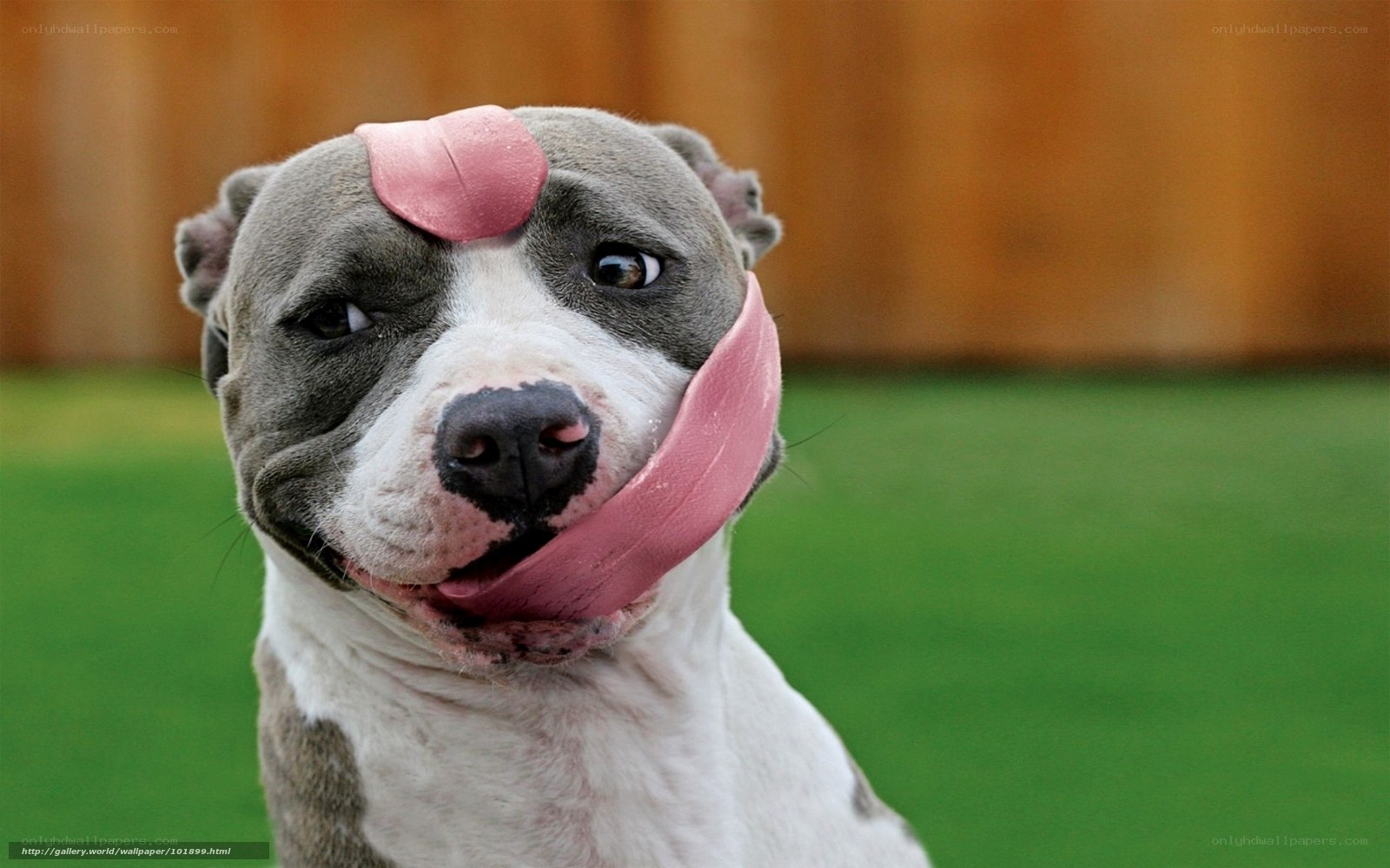 dog with tongue on face