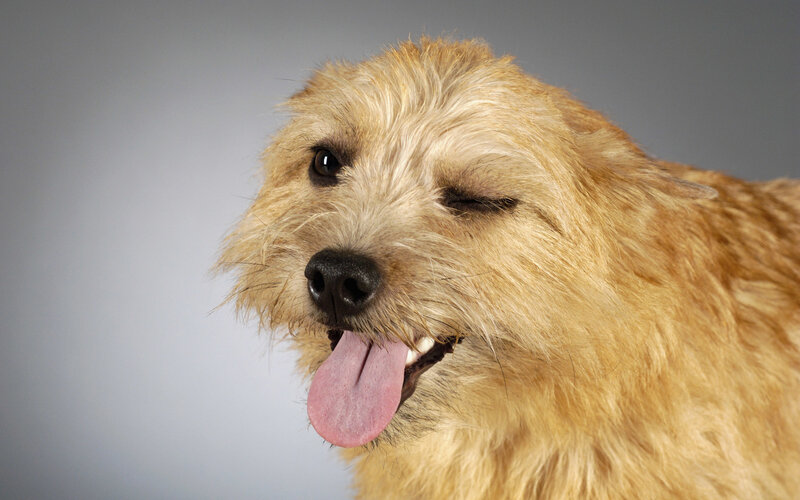 dog with tongue out