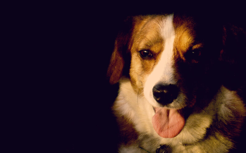 dog with tongue out
