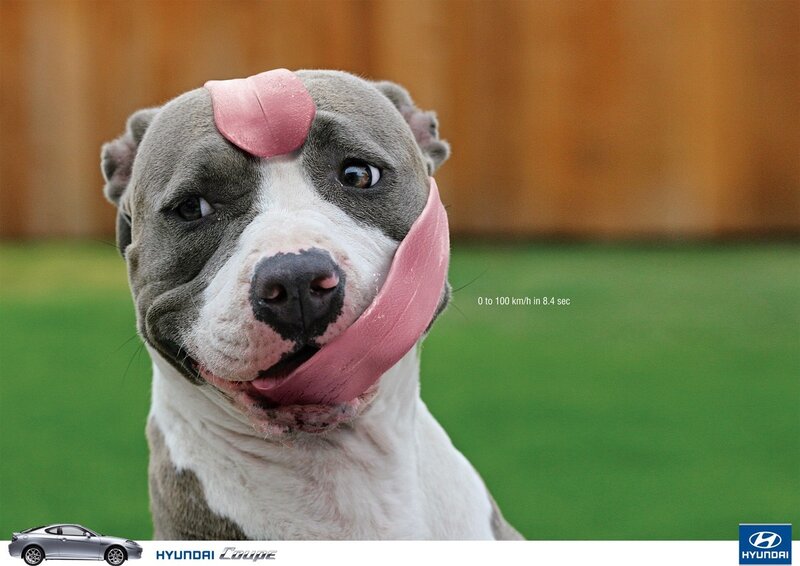 dog with tongue out
