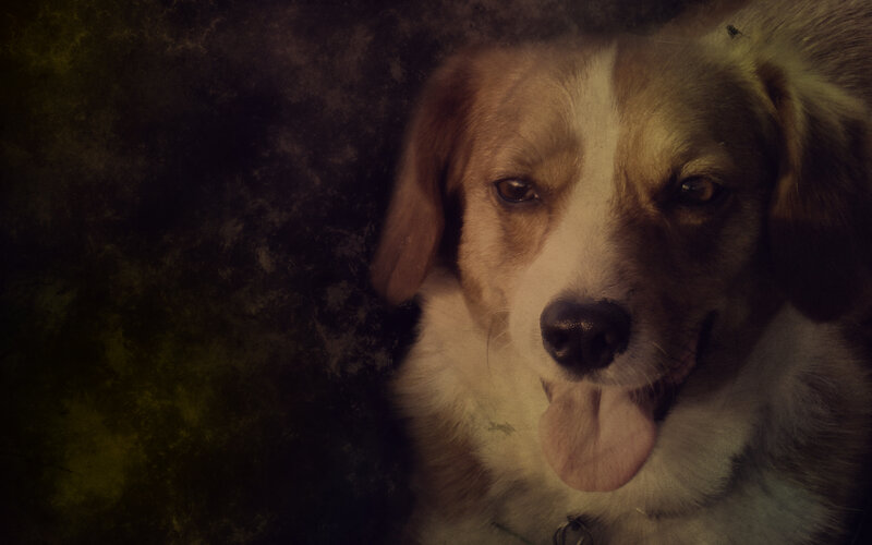 dog with tongue out