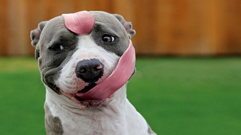 dog with tongue out