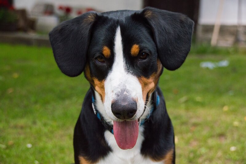Dog with Tongue Out — Black