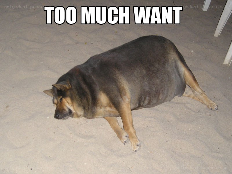 dog with too much want
