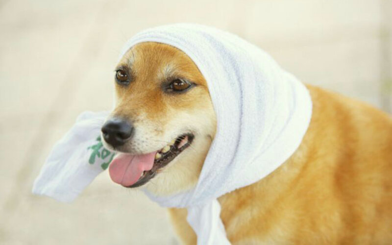 Dog with Towel on Head