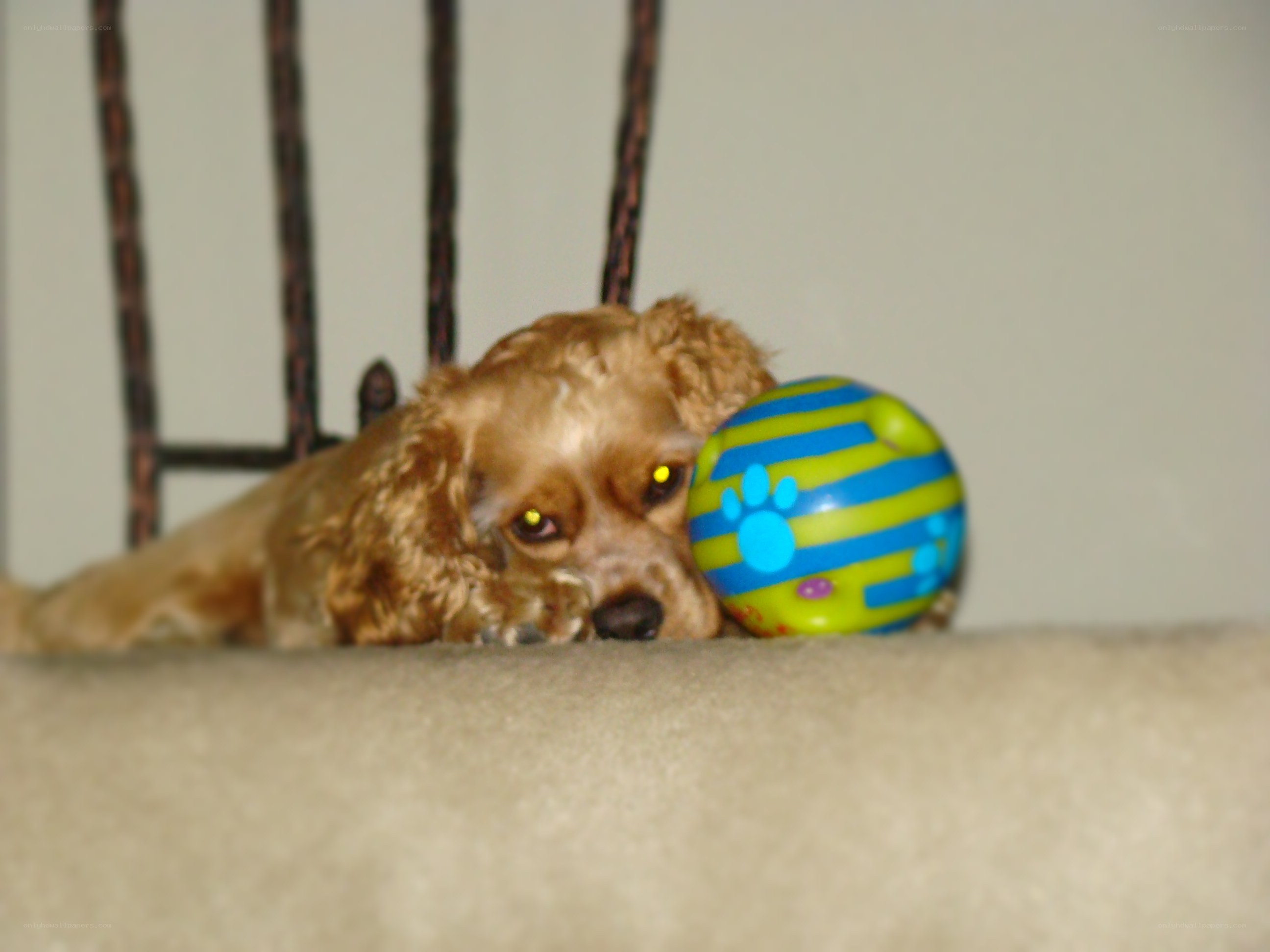 dog with toy ball