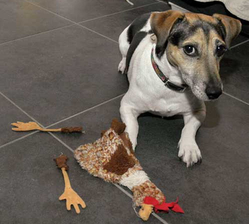 Dog with Toy Chicken