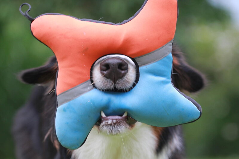 Dog with Toy in Mouth
