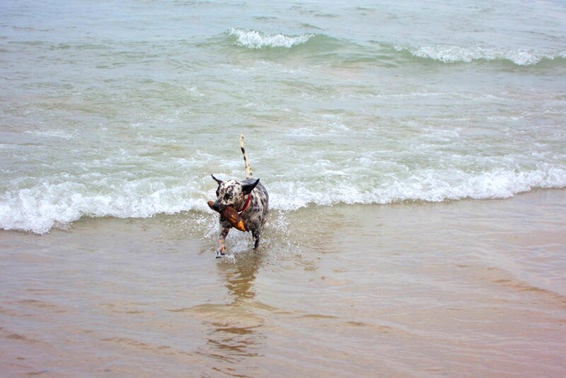 Dog with Toy in Water