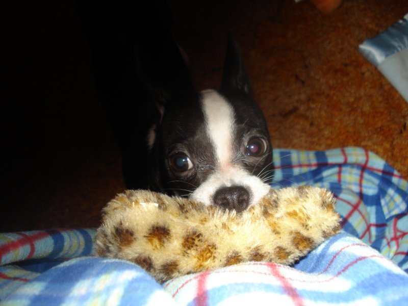 dog with toy on blanket