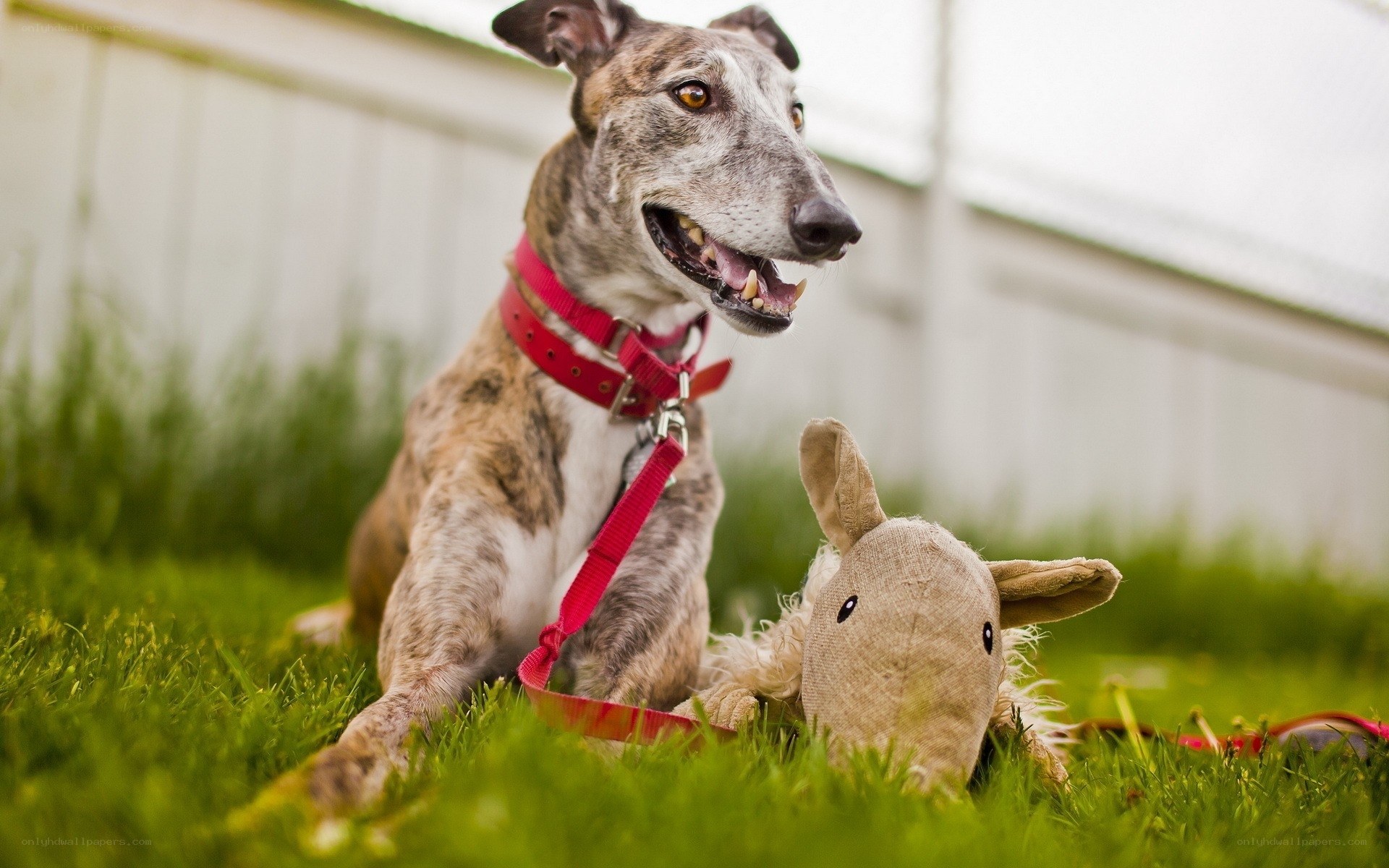 dog with toy on grass