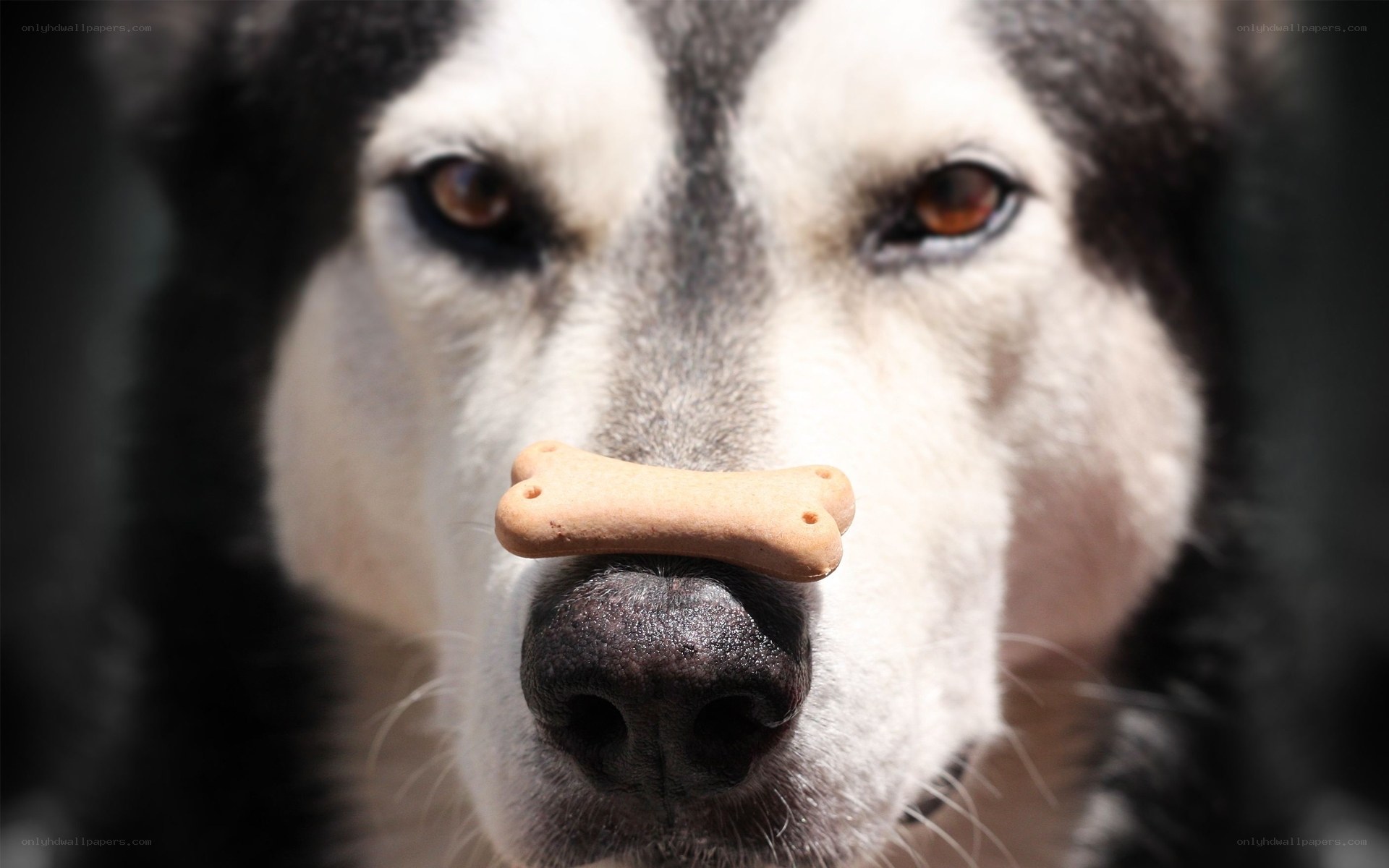 dog with treat on nose