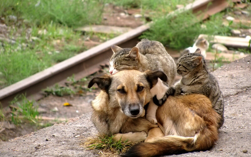 Dog with Two Cats