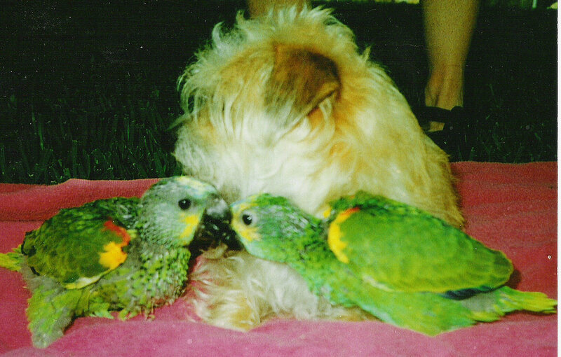 dog with two parrots