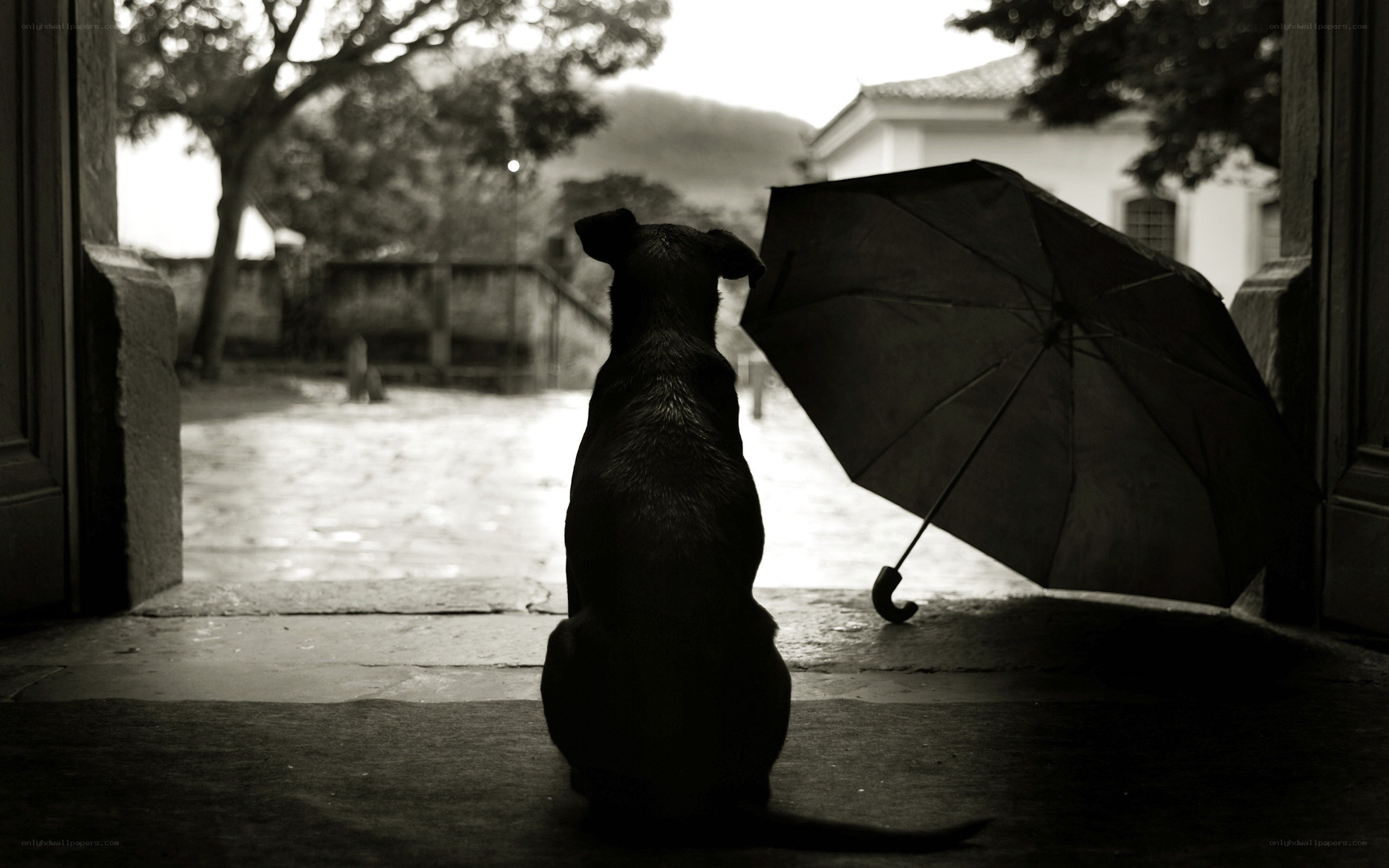 dog with umbrella at doorway