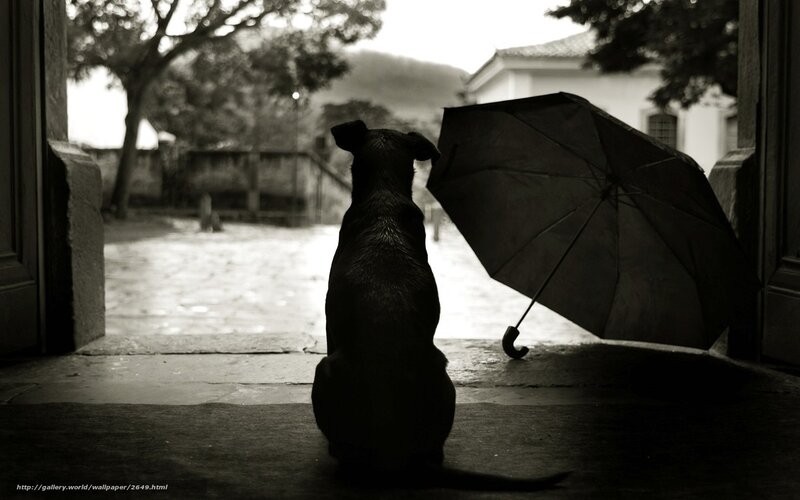 dog with umbrella at doorway
