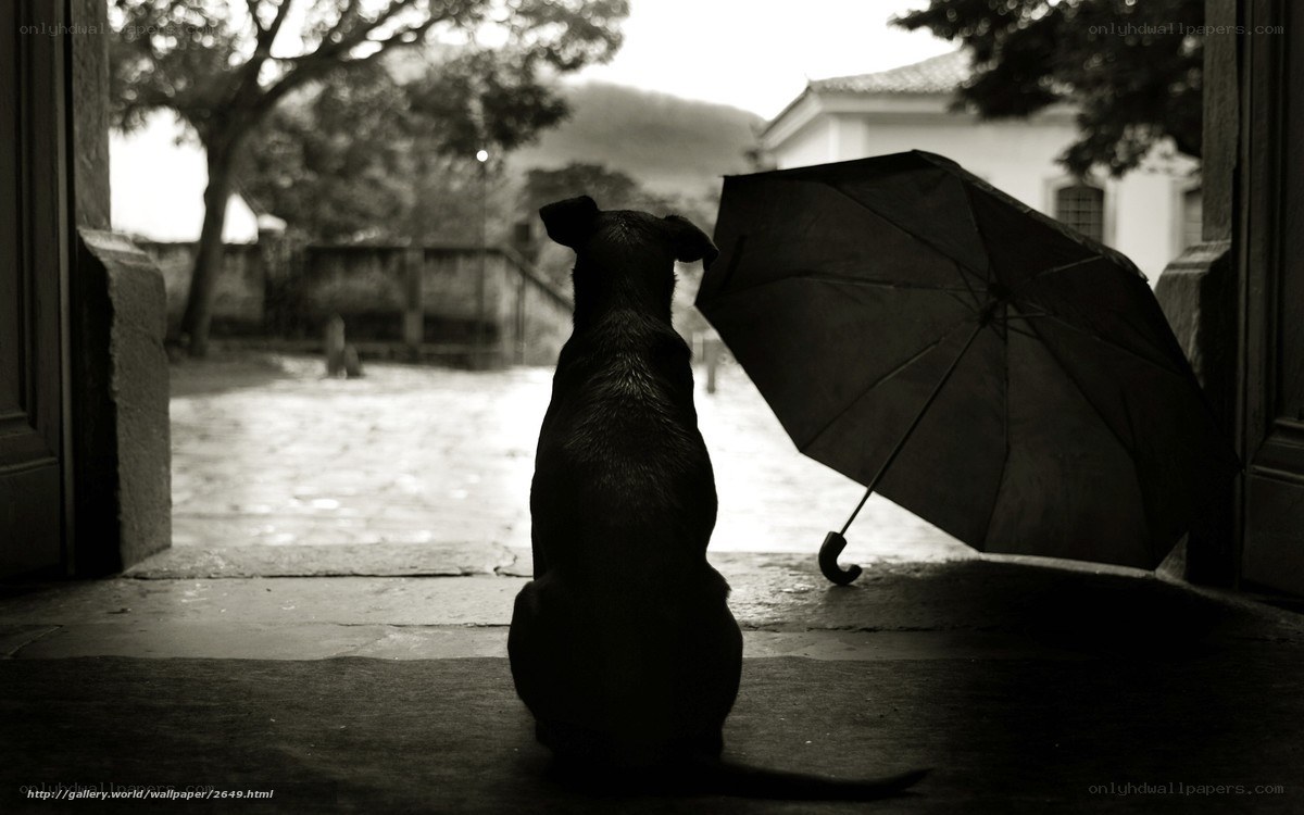 dog with umbrella at doorway