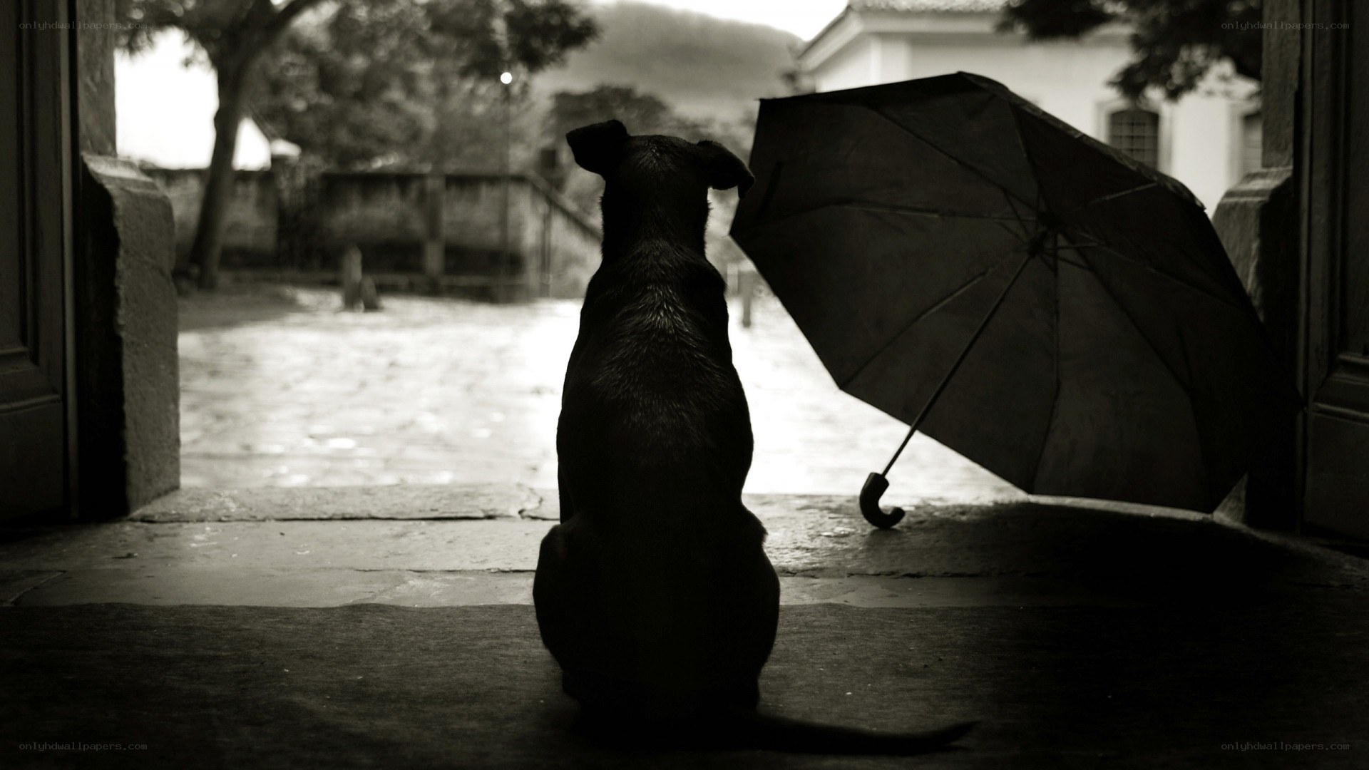 dog with umbrella in doorway