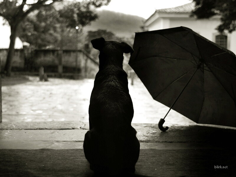 dog with umbrella in rain