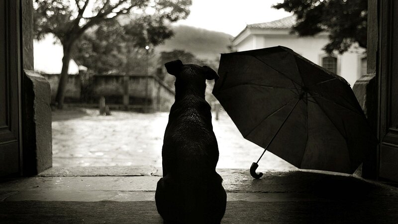 Dog with Umbrella