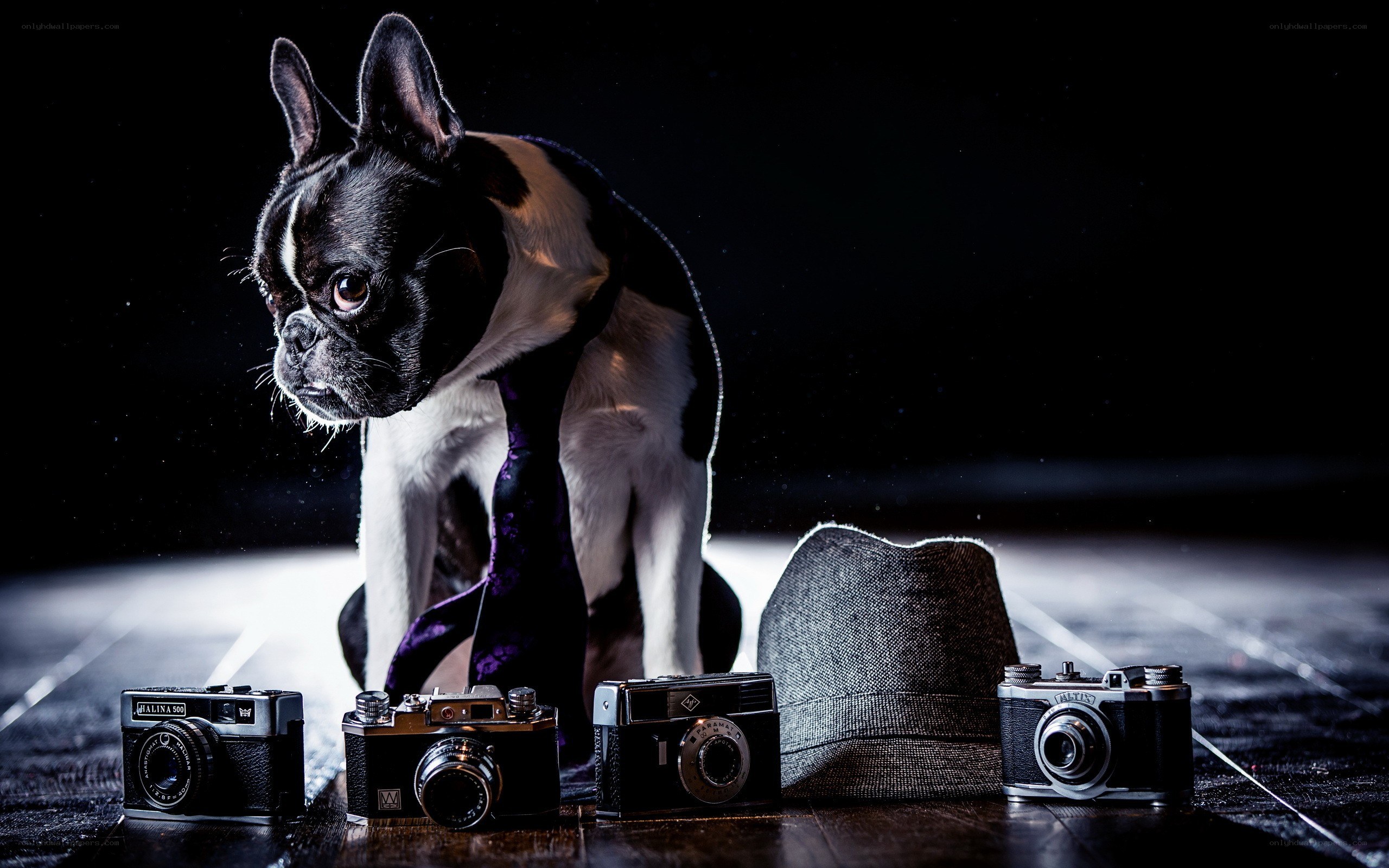 Dog with vintage cameras