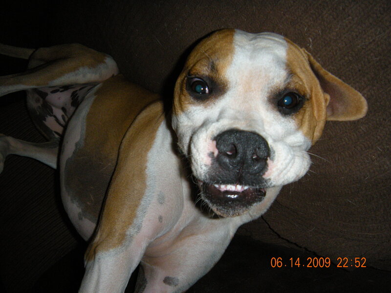 dog with white and brown fur