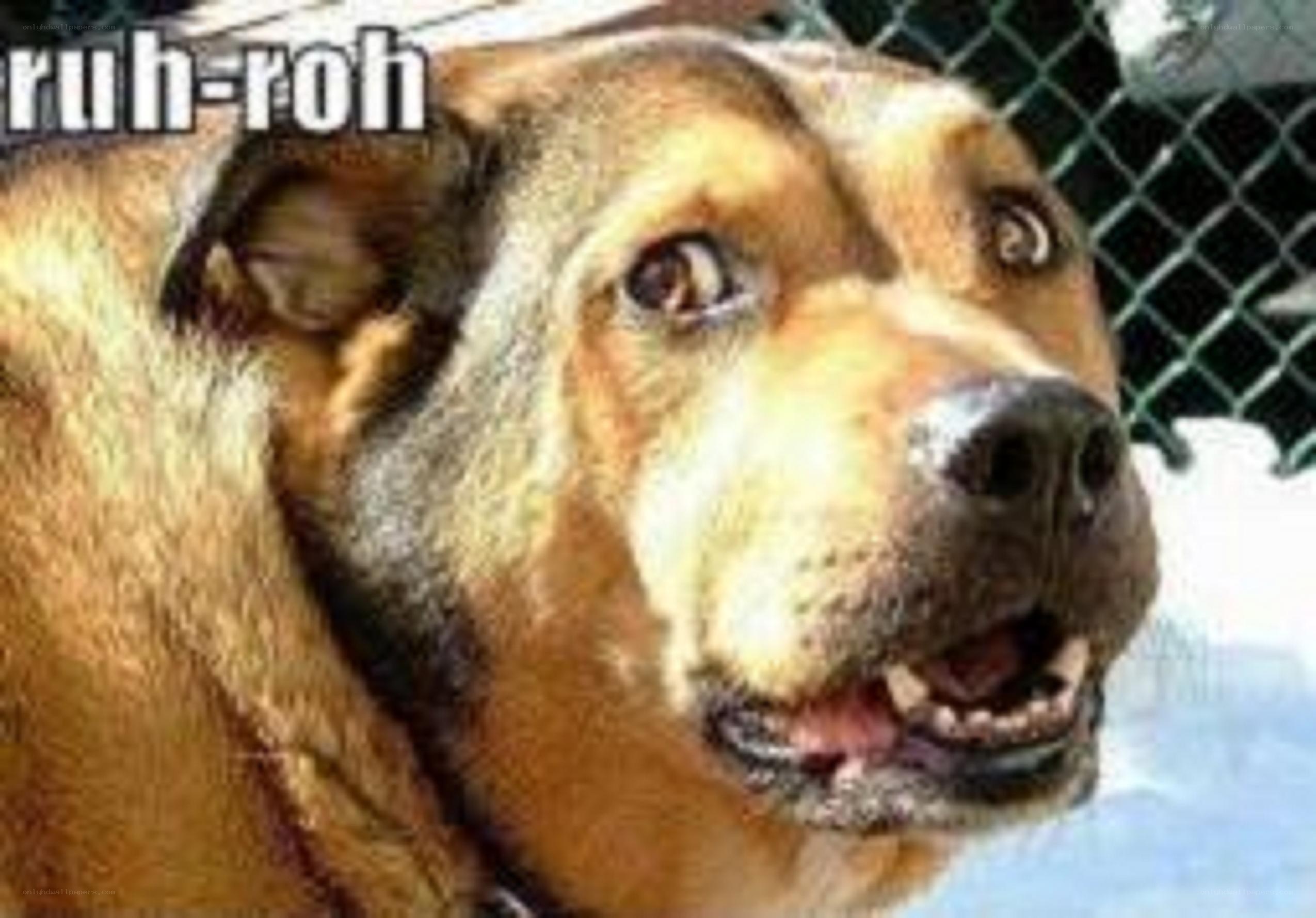 dog with wide eyes