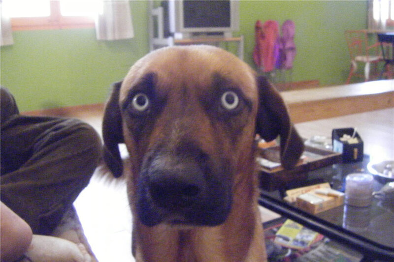 dog with wide eyes