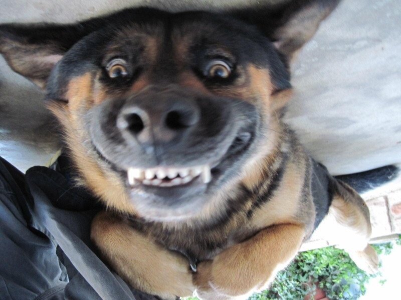 dog with wide eyes and open mouth