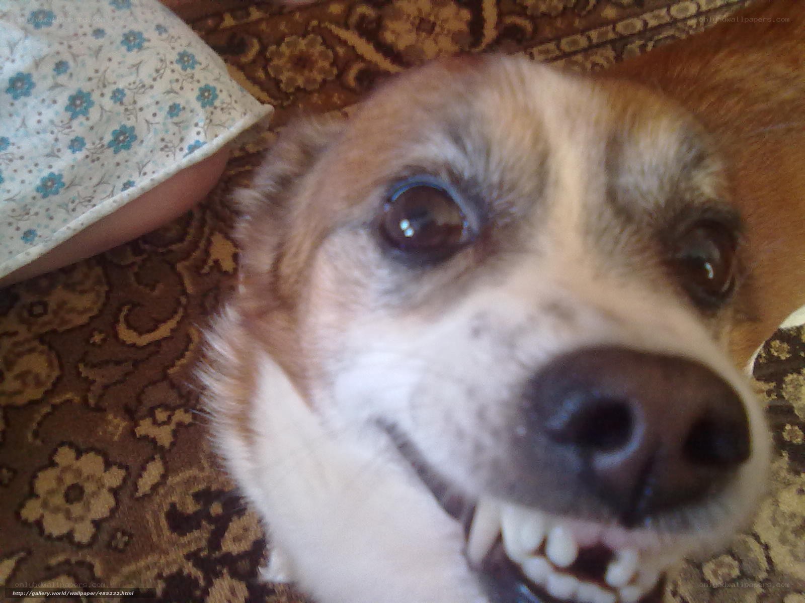 dog with wide eyes