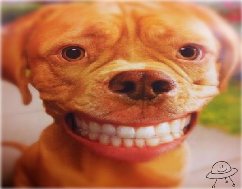 Dog with Wide Smile