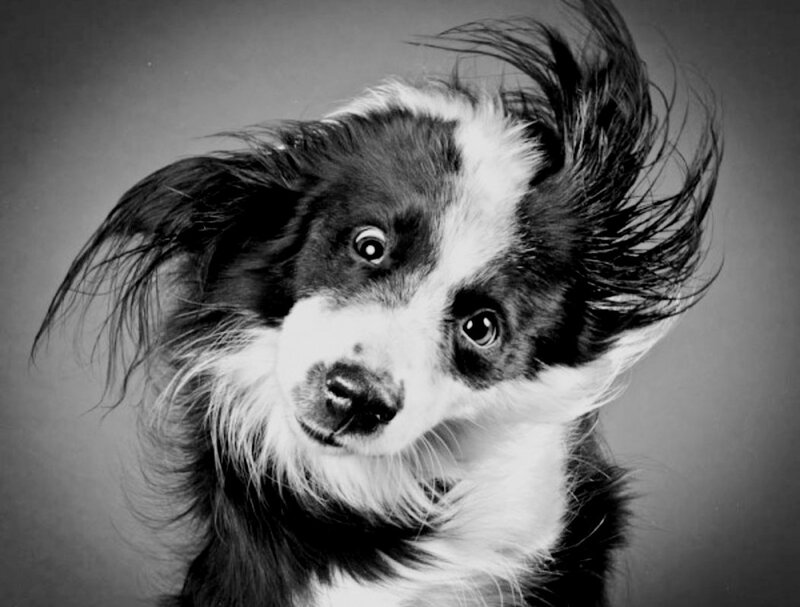 Dog with Windblown Fur — Black