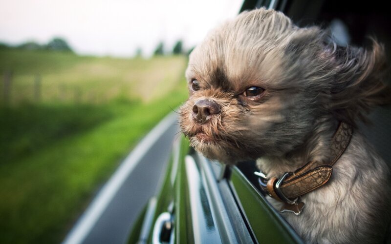 Dog with Windblown Fur — Gray, Calm, Afternoon, Photograph, Car Window