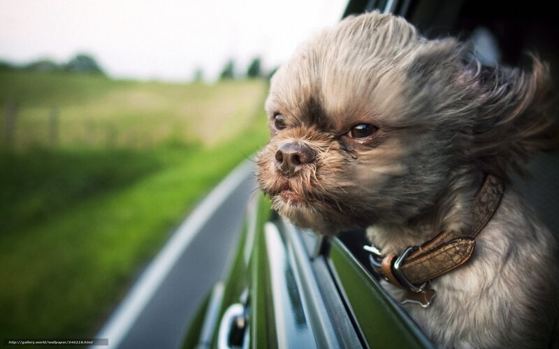 Dog with Windblown Fur — Gray, Calm, Afternoon