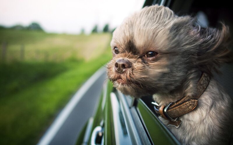 Dog with Windblown Fur — Gray, Calm