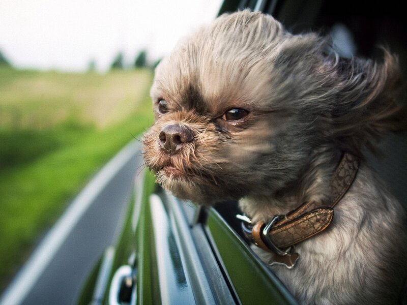 Dog with Windblown Fur — Gray