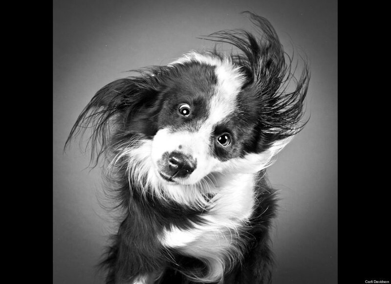 Dog with Windblown Fur