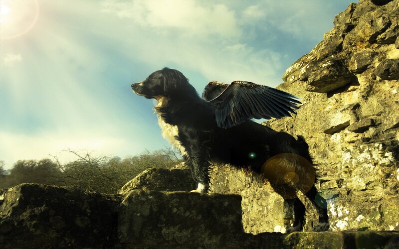 Dog with Wings — Black, Dramatic