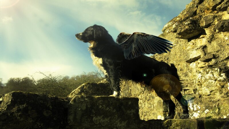 Dog with Wings — Black