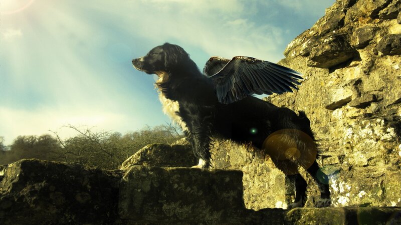 Dog with Wings on Wall