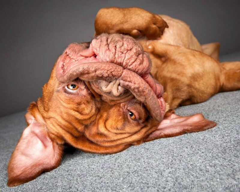 Dog with Wrinkled Face